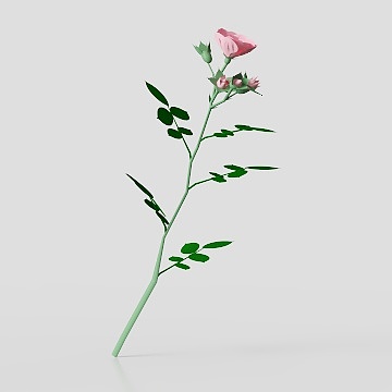 Pink rose flower with green stem and leaves on grey background