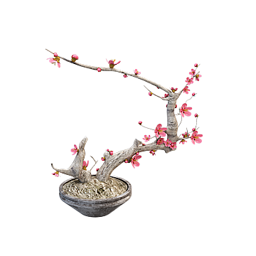 Elegant Bonsai Tree 3D Model – Low-Poly Spring Design