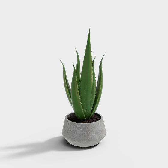 Desert Oasis Indoor Plant 3D model