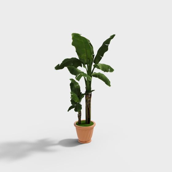 Realistic Indoor Banana Plant 3D model for Modern Spaces