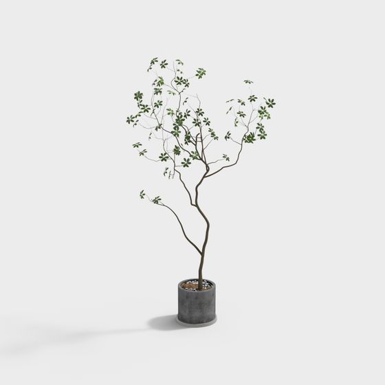 Urban Green Plant 3D Model for Designers