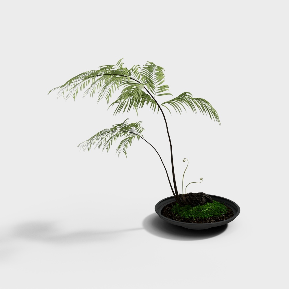 現代のシダの緑の植物の鉢植え