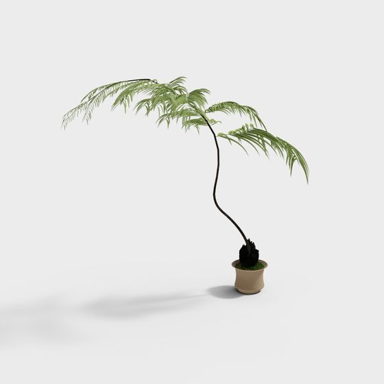 Indoor Potted Palm Tree 3D model