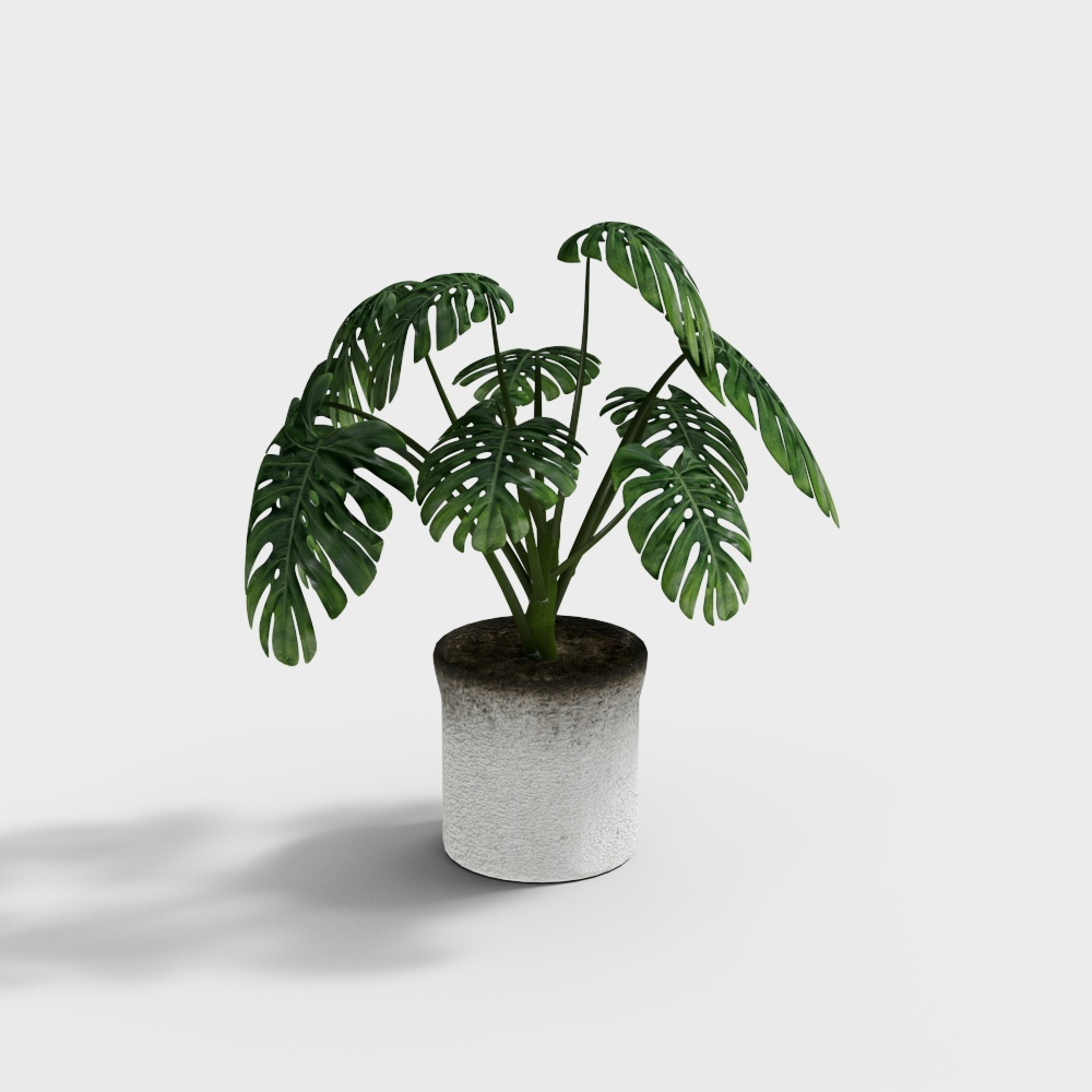 Monstera Plant 3D model for Creative Designs