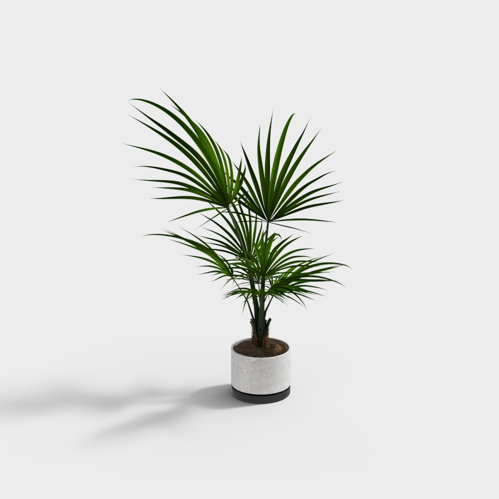 Realistic Palm Tree 3D model for Creative Projects