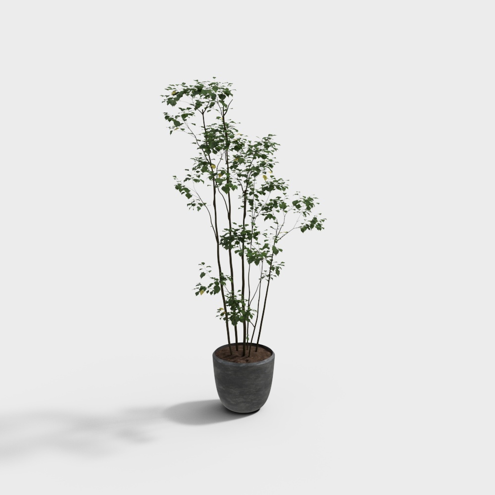 Plantes vertes en pot modernes