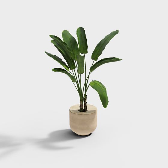Tropical Plant 3D Model for Creative Projects