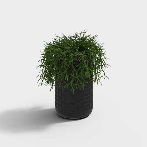 Chậu cây hiện đại