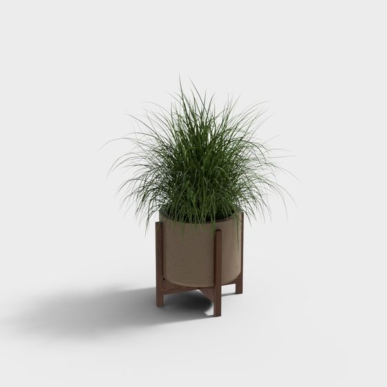 cây cảnh hiện đại