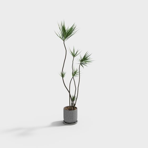 Indoor Plant 3D Model for Designers