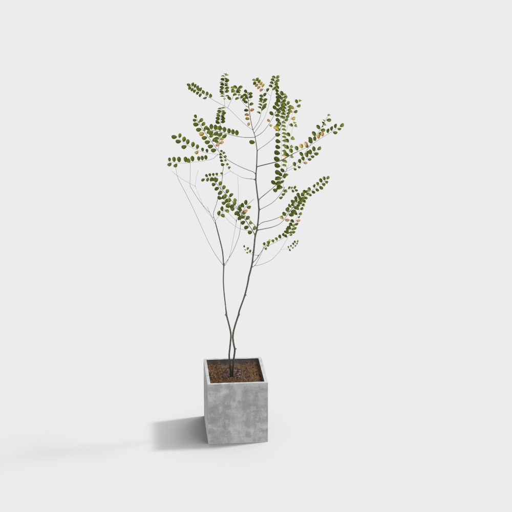 Urban Green Plant 3D model for Designers