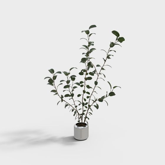 Lively Indoor Plant 3D Model for Creative Projects