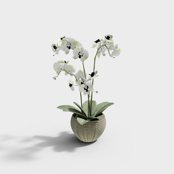 Orchid Flower Pot 3D model
