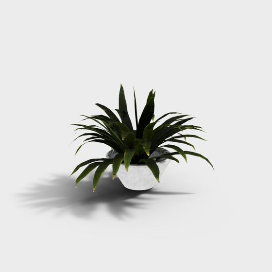 Green leafy indoor plant in white stone pot with grey pebbles on white background