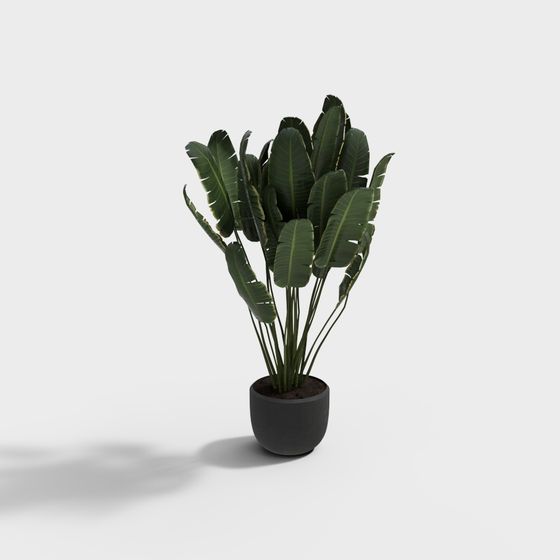 Tropical Plant 3D Model for Designers and Developers