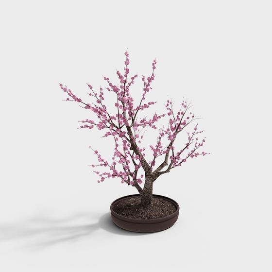 Sakura Bonsai 3D model - Exquisite Cherry Blossom Tree