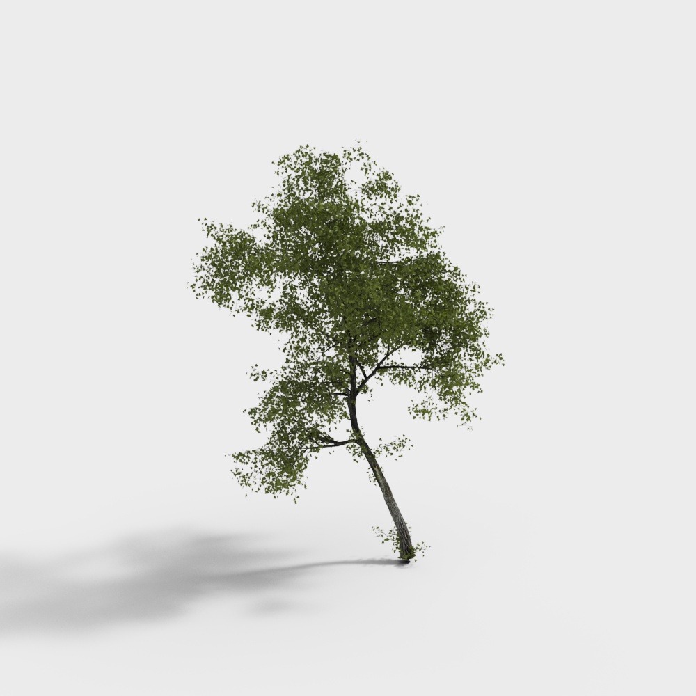 Tall green tree with dense leaves and thin trunk on white background