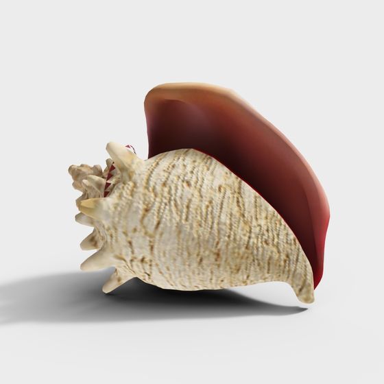 Colorful Shell 3D model - Song of the Shell