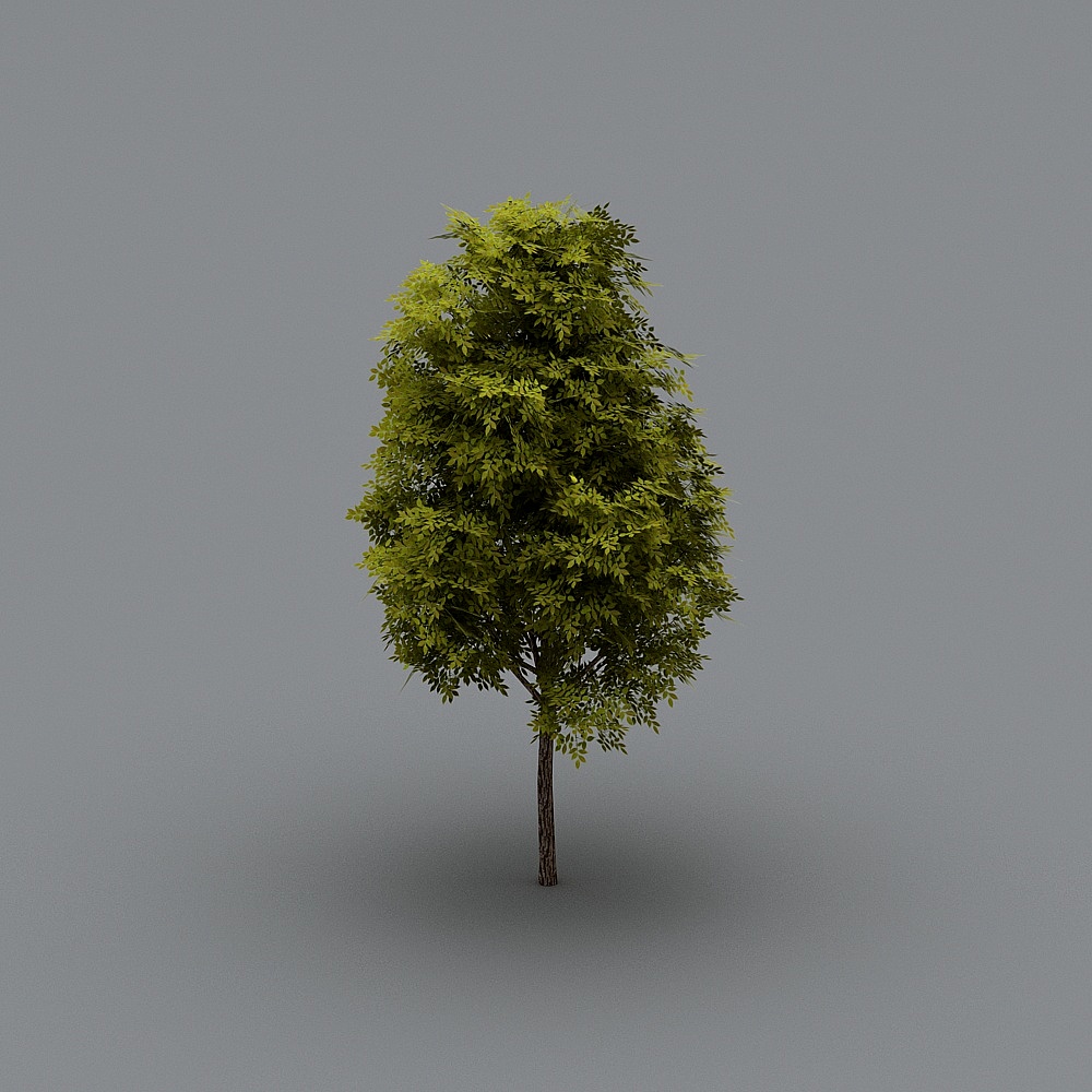 Green leafy garden tree with brown trunk on grey background