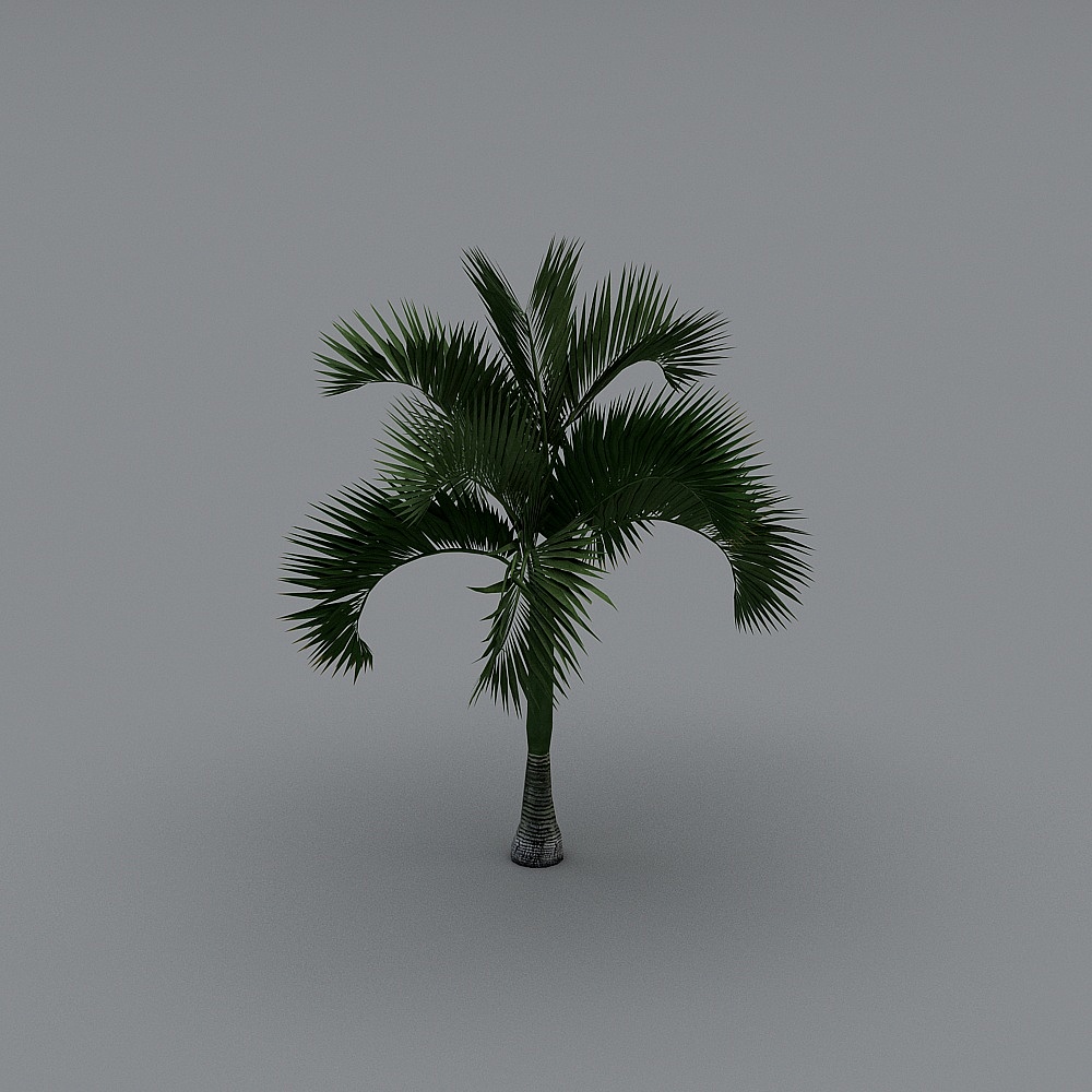 パーム+ツリー-12