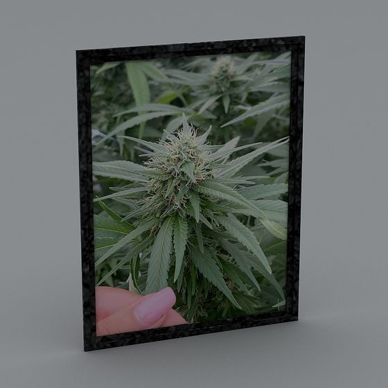 Realistic Marijuana Plant 3D model
