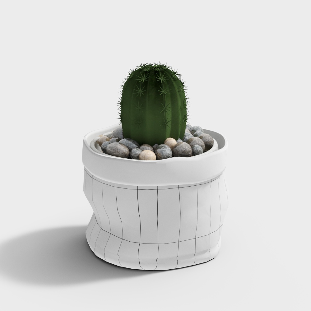 Cactus small potted plants-wx