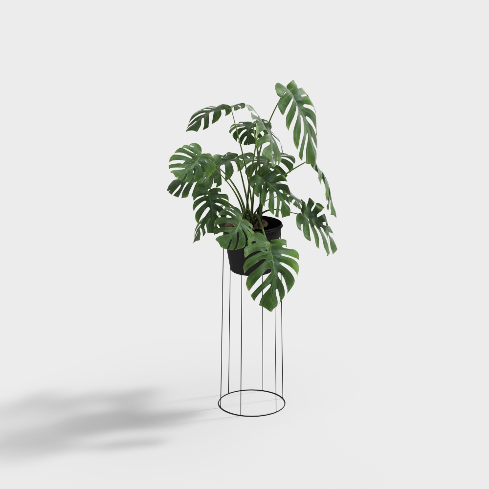 Turtle Leaf Potted Plant-wx