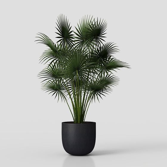 Fan Palm Potted Plant 3D model