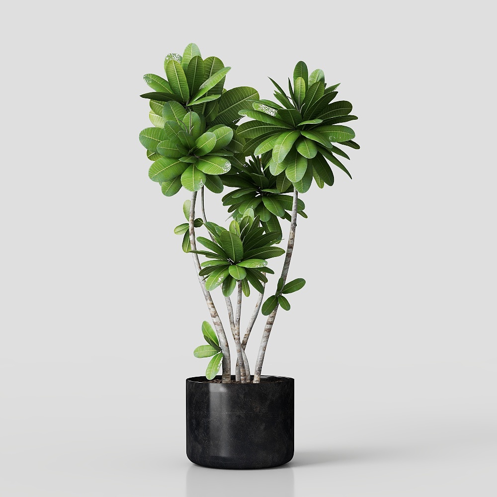 Tropical Potted Plant 3D Model