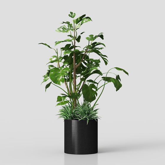 Tropical Flair Plant 3D Model