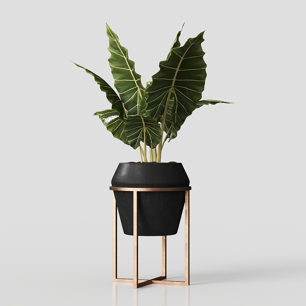 Plantes vertes en pots 41