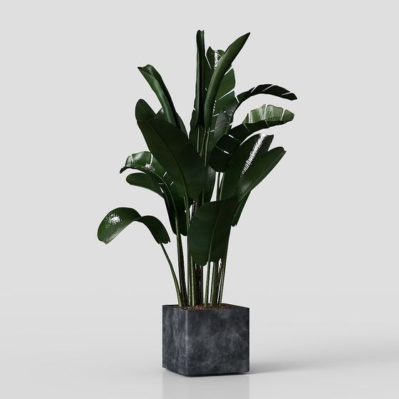 Tropical Plants 3D Model for Designers