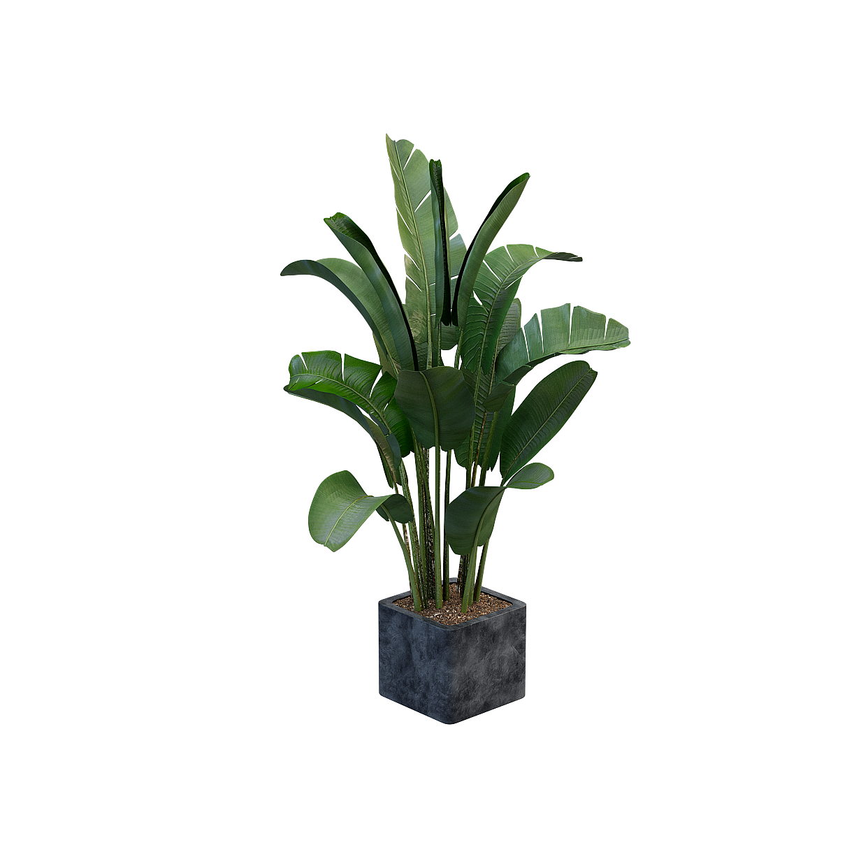 Tropical Plants 3D Model – Low-Poly Green Foliage