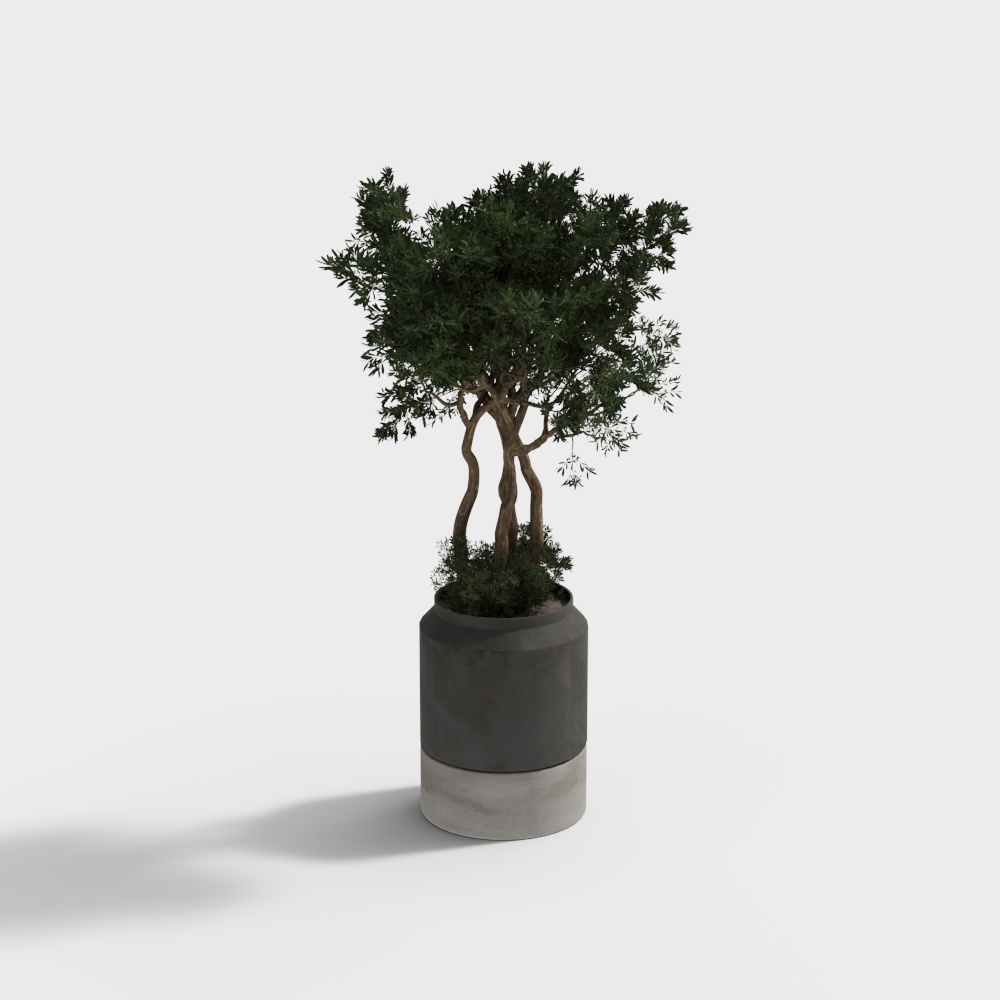 Plante verte en pot 1