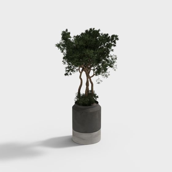 Plante verte en pot 1