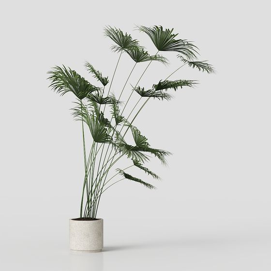 Tropical Palm Tree 3D Model