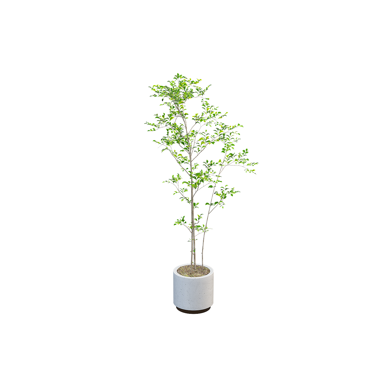 Urban Oasis Potted Plant 3D Model – Low-Poly Detailed Foliage