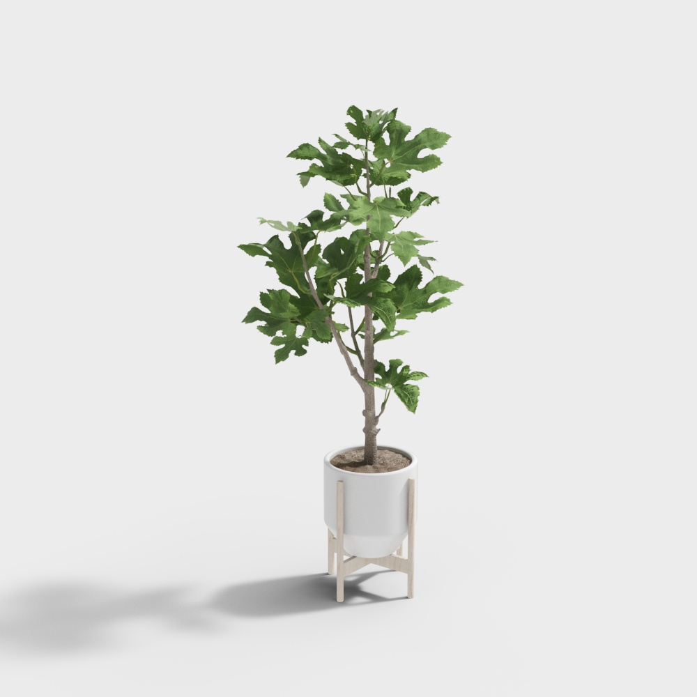 Cây trang trí cho bệnh viện nha khoa hiện đại