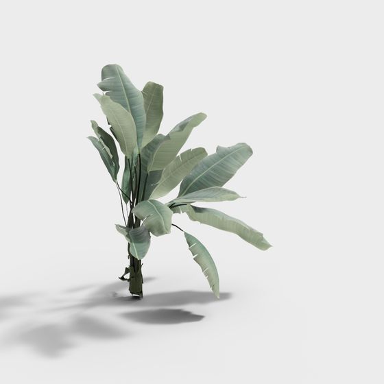 Large green tropical plant with broad leaves on white background