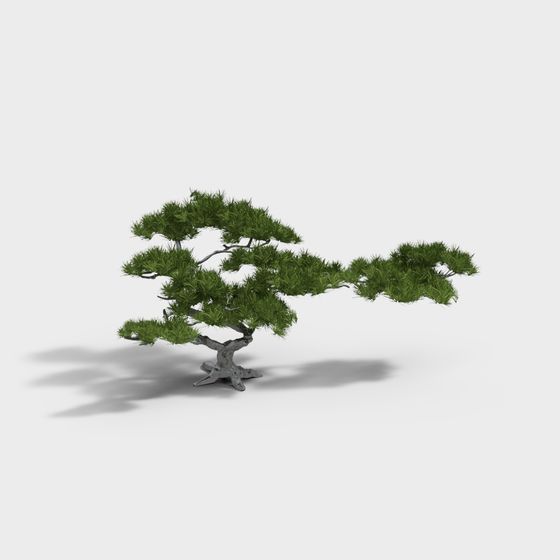 Bonsai Tree 3D model