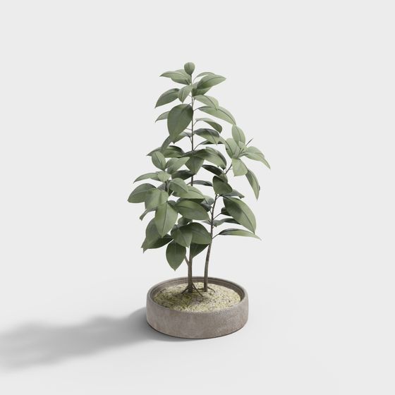 Vibrant Indoor Plant 3D Model