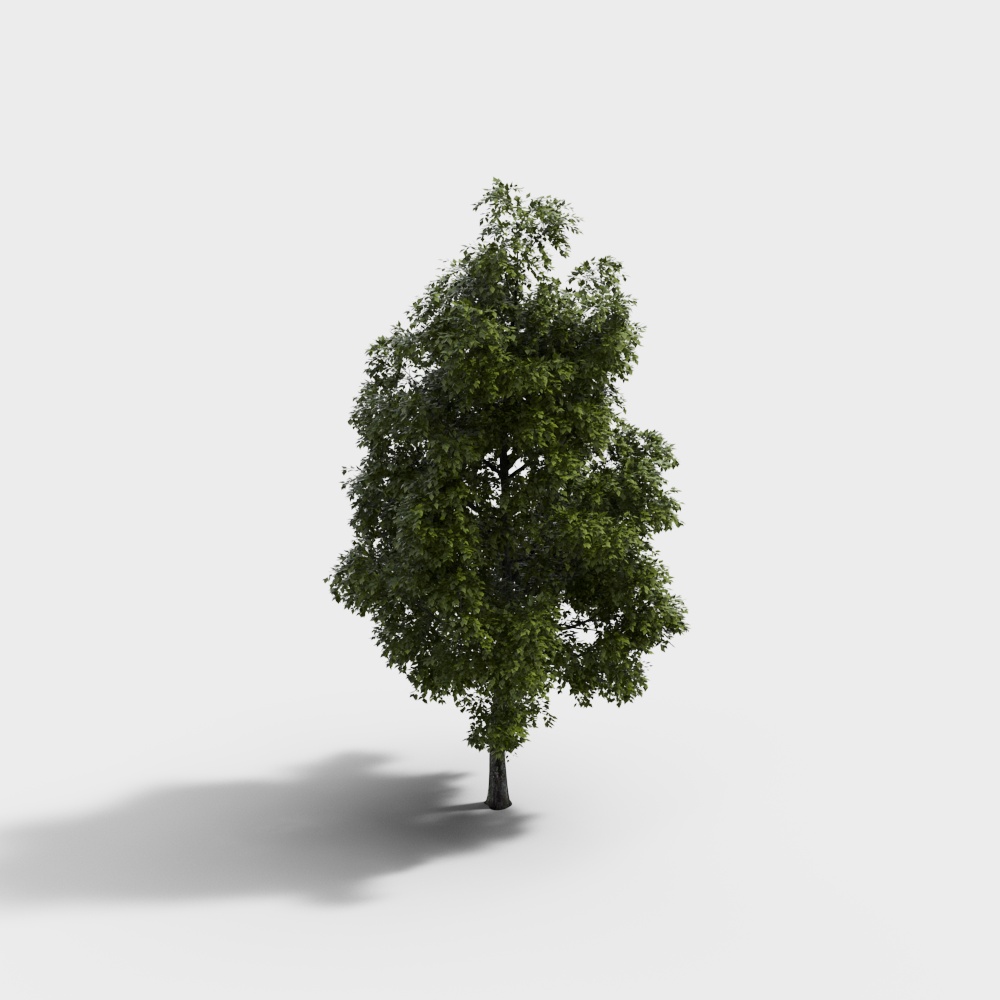 Realistic 3D Oak Tree Model