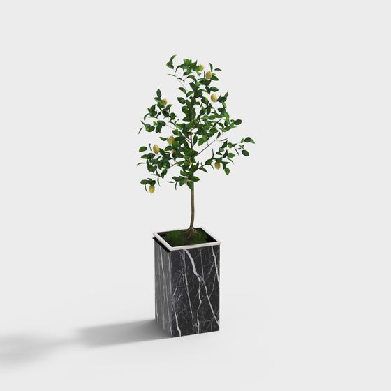 Indoor Lemon Tree 3D Model for Natural Aesthetics