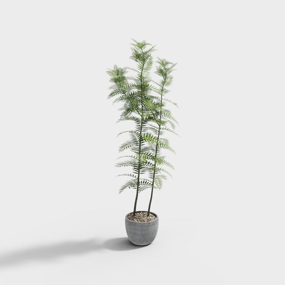 Realistic Fern Plant in Pot 3D model