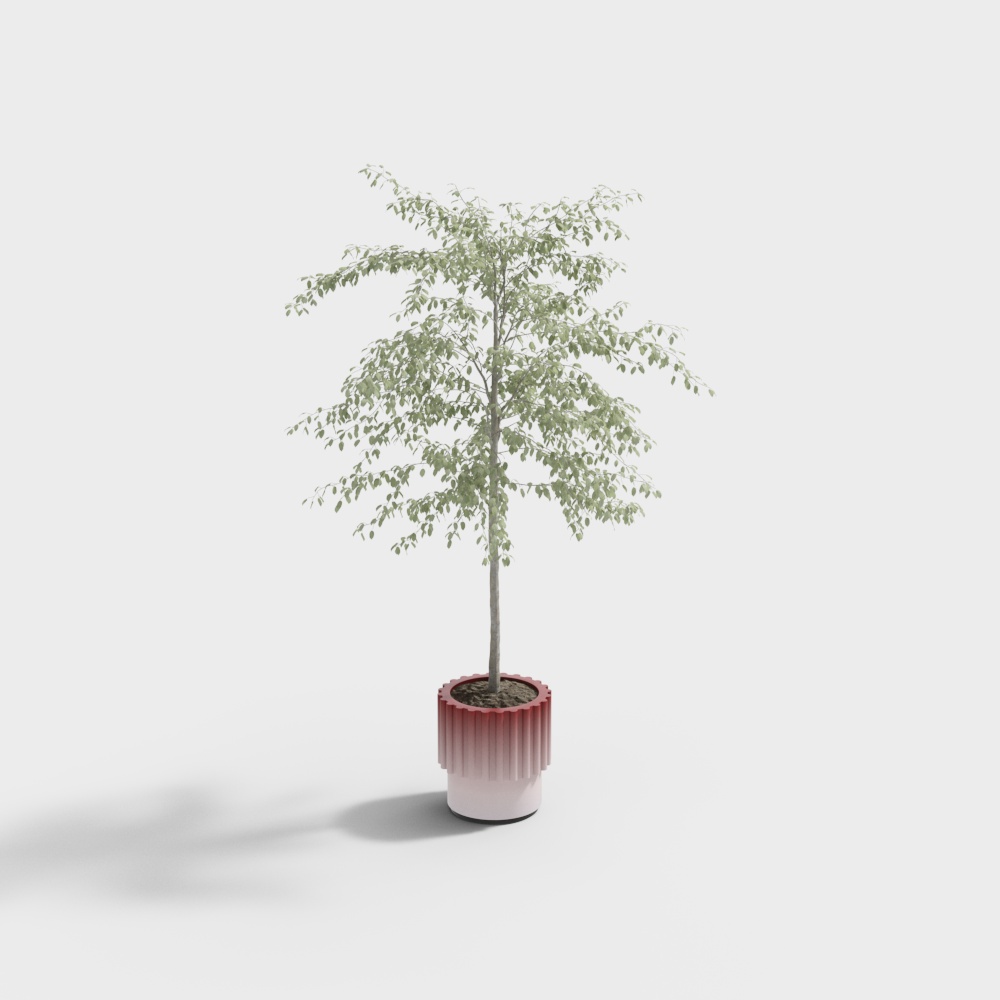 Modern potted plants 17