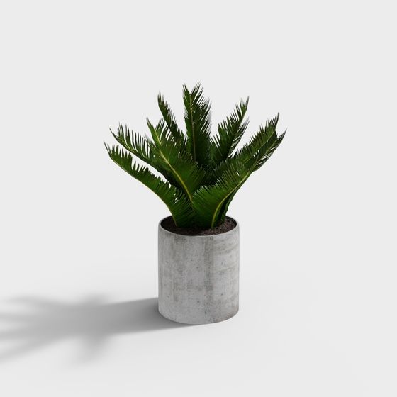 Low Poly Indoor Fern 3D model