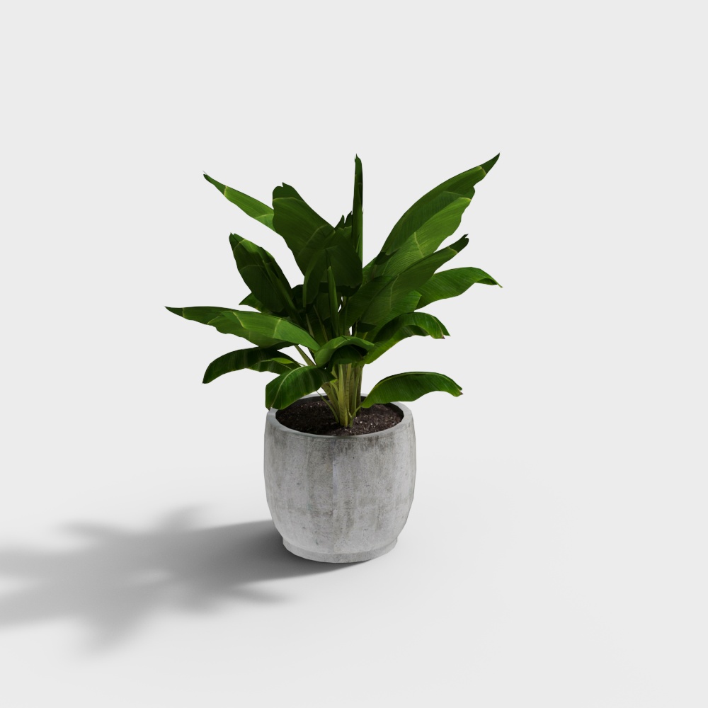 Modern banana plant potted plant