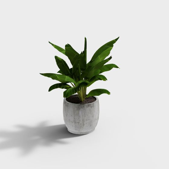 Tropical Plants in Concrete Pot 3D model