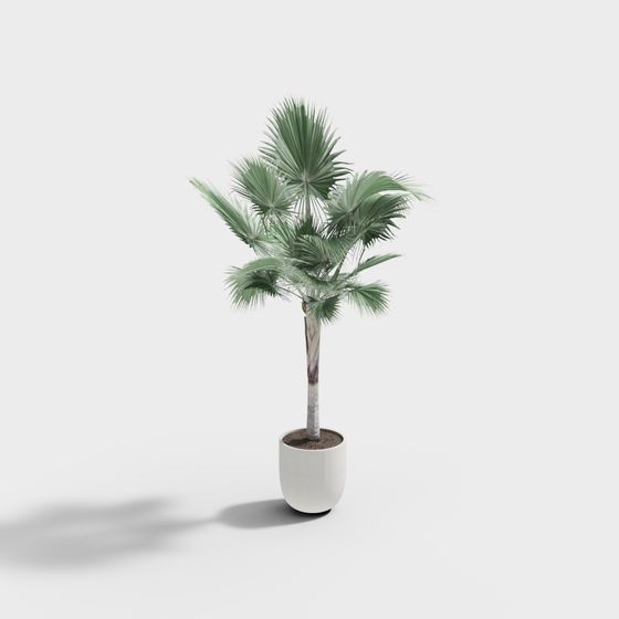 Tropical Palm 3D Model for Creative Projects