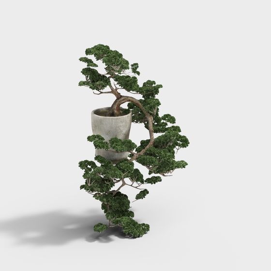Realistic Bonsai Tree 3D Model for Creative Projects